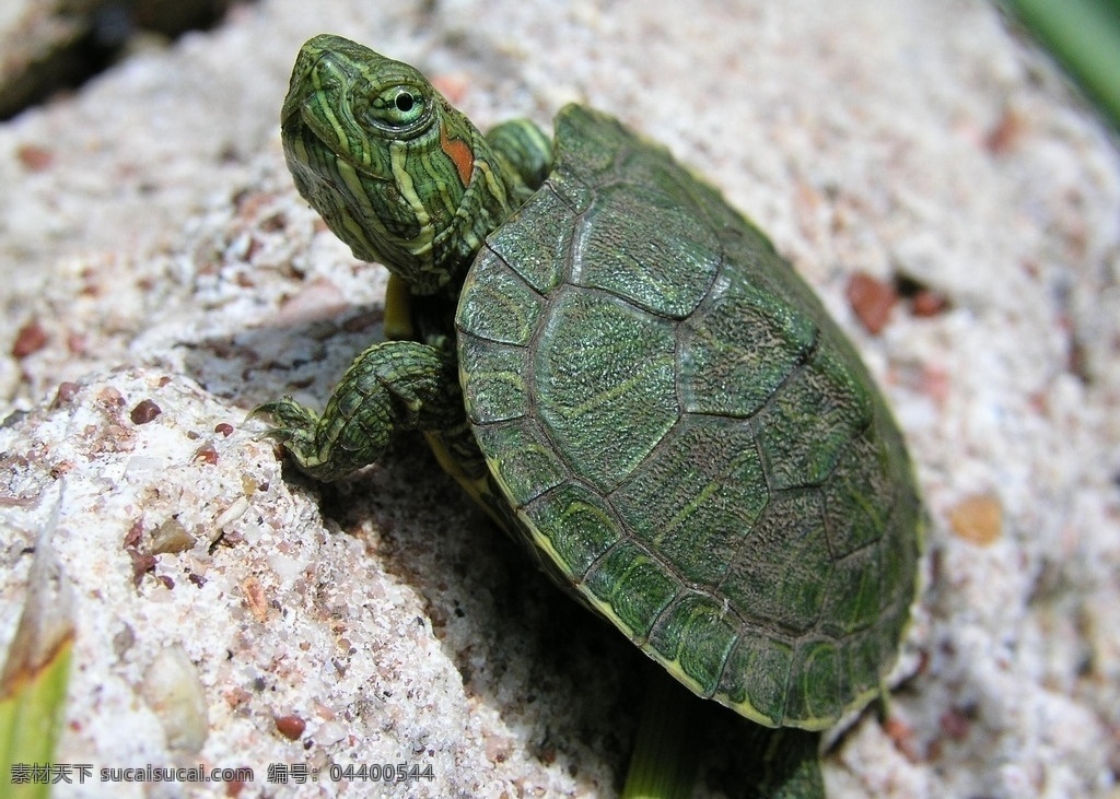 龟 海龟 乌龟 王八 鳖 小王八 老王八 乌龟蛋 王八蛋 龟儿子 龟蛋 龟头 龟壳 生物世界 海洋生物