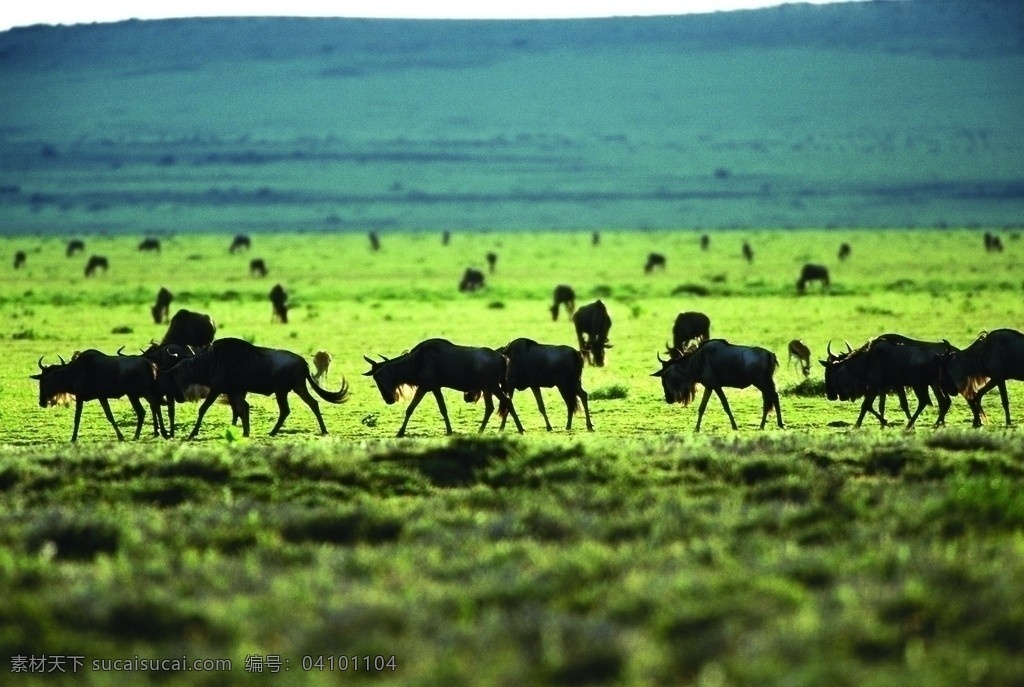 草原上的羚牛 羚牛 牦牛 动物世界 野生动物 生物世界