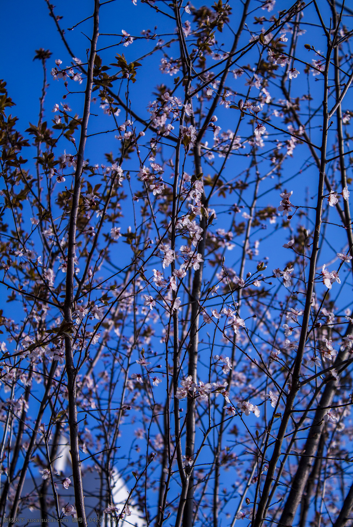 春天 梅花 商用 植物 立春 梅花树 花朵 鲜花 花 春 照片 风景 风光