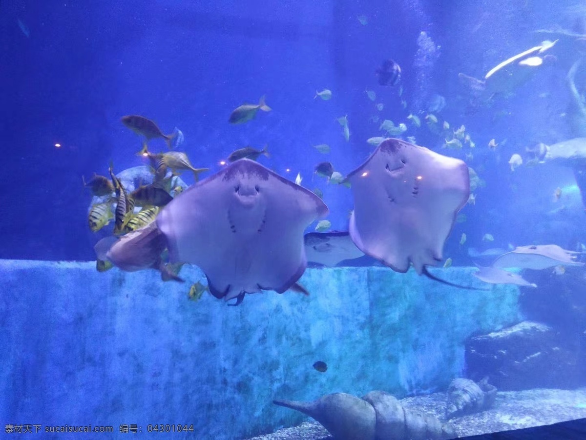 魔鬼鱼图片 魔鬼鱼 鳐鱼 海洋生物 海洋馆 大海 生物世界