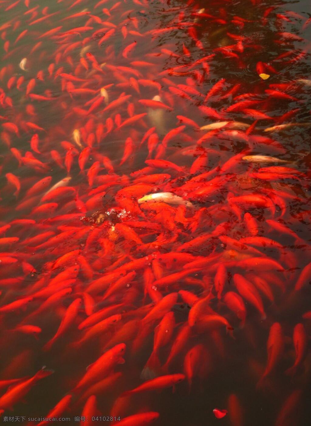 金鱼 河 红 鲤鱼 群 生物世界 鱼类 水 观 赏 白