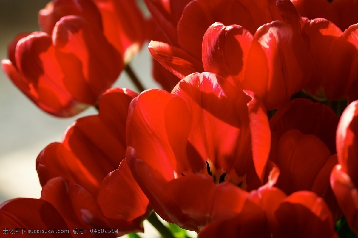 红色郁金香 郁金香 红色郁金花 花卉 鲜花 花朵 美丽风景 花草树木 生物世界