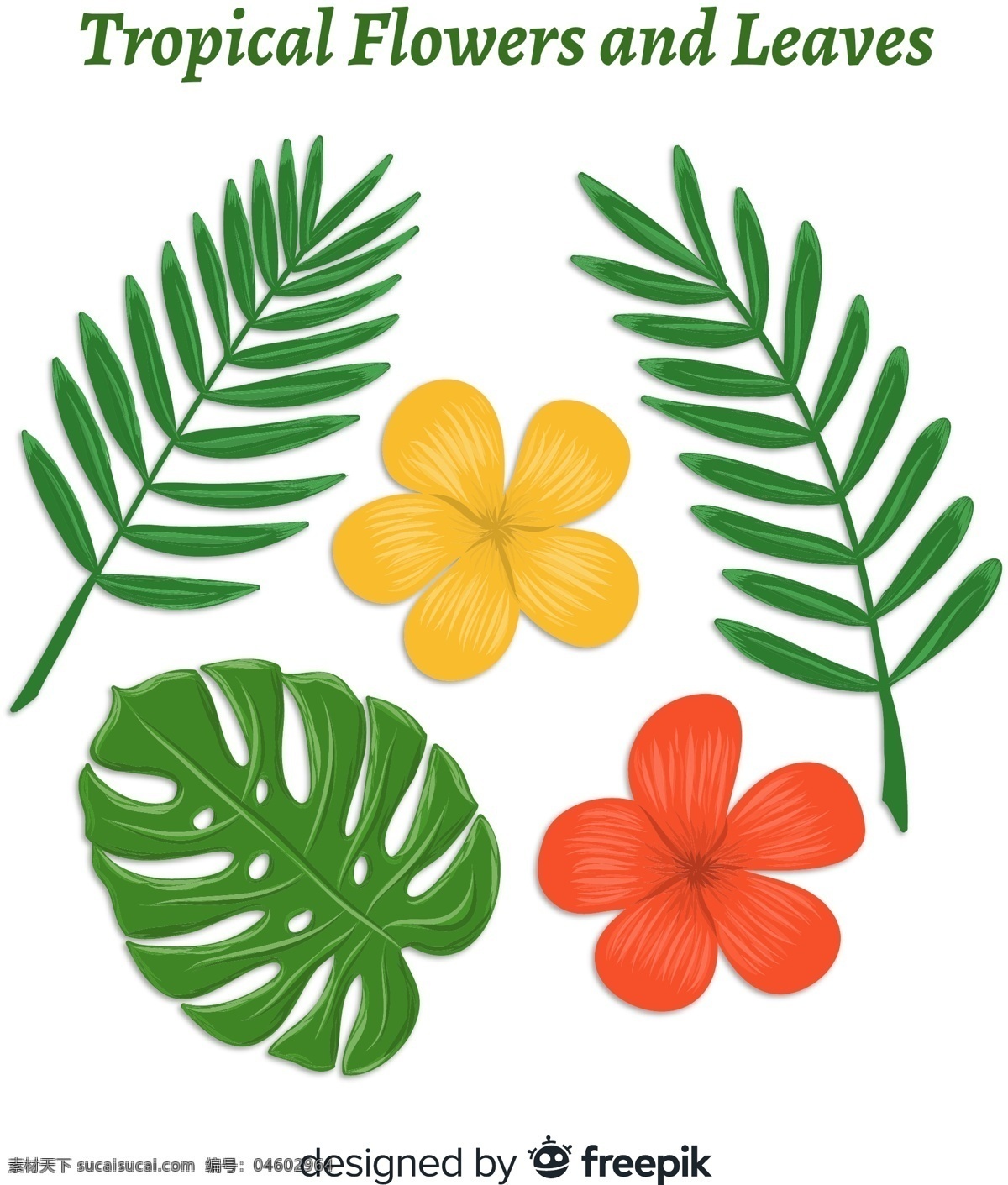 创意 热带 花卉 叶子 棕榈树叶 龟背竹叶 扶桑花 植物 生物世界 树木树叶