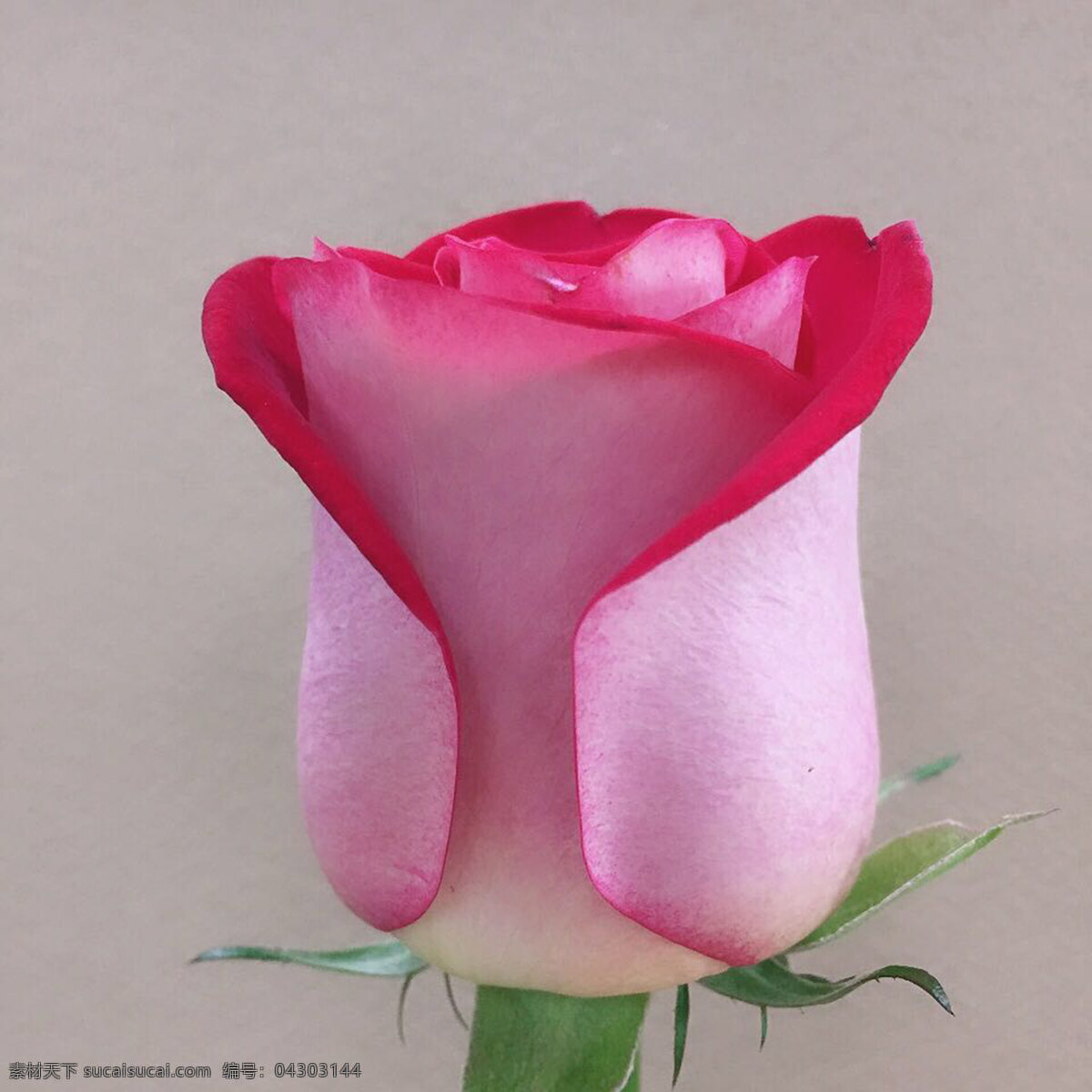 玫瑰花 粉色 母亲节 情人节 花朵 旅游摄影