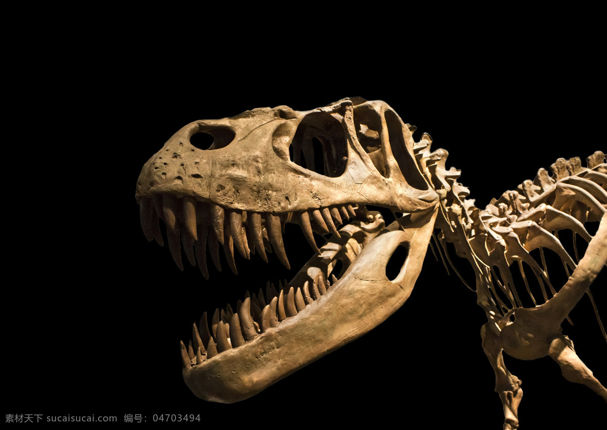 霸王龙 骨骼 化石 恐龙 3d动画 侏罗纪 侏罗纪公园 陆地动物 生物世界 黑色