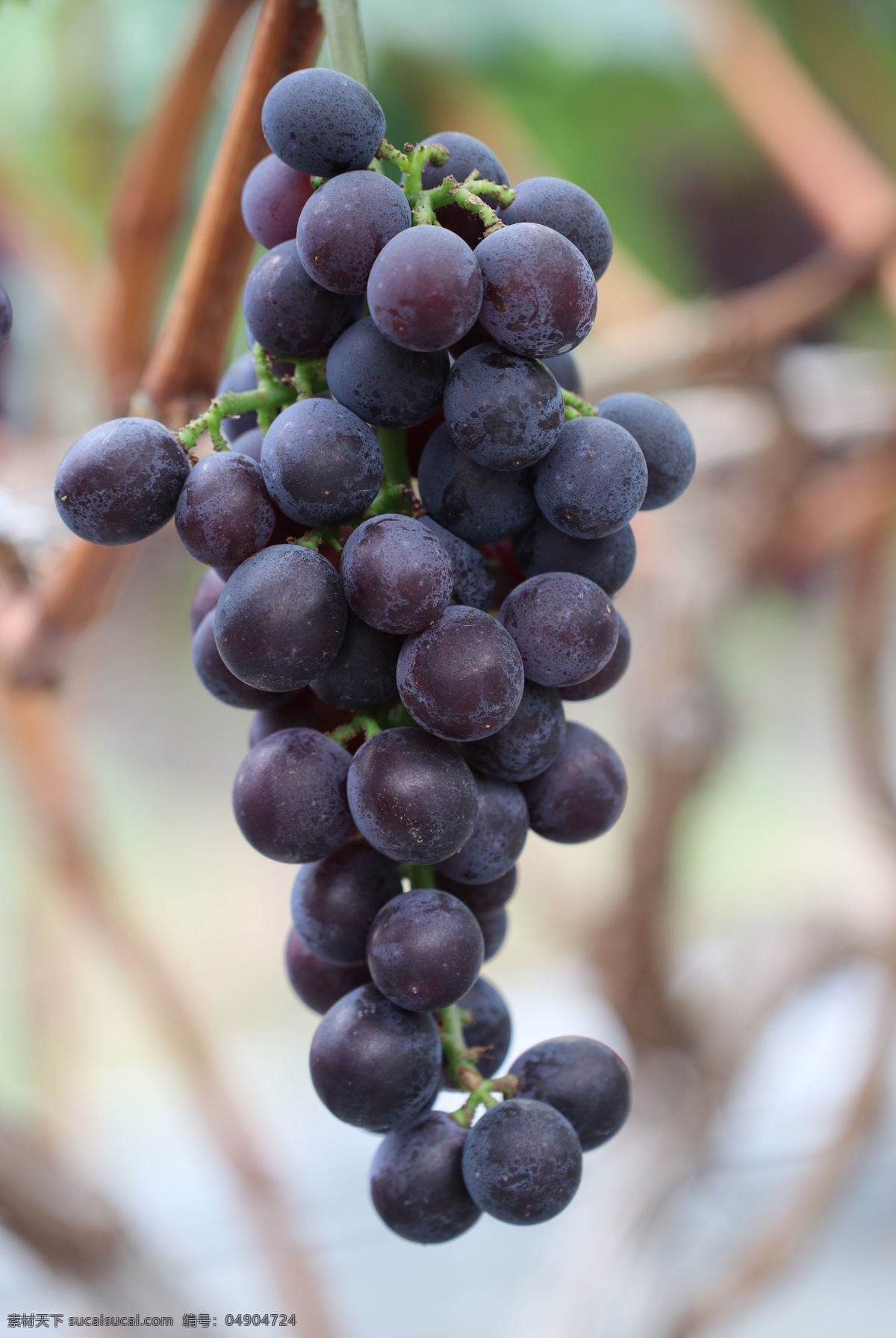 夏黑葡萄图片 葡萄图片 夏黑葡萄照片 葡萄照片 葡萄的图片 葡萄的照片 葡萄照片拍摄 夏黑葡萄拍摄 水果摄影图片 生物世界 水果