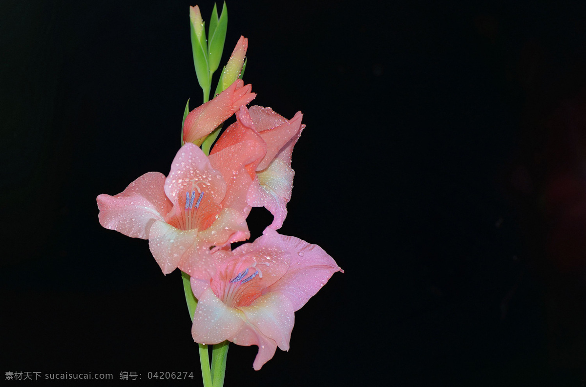 粉色 唐菖蒲 花卉