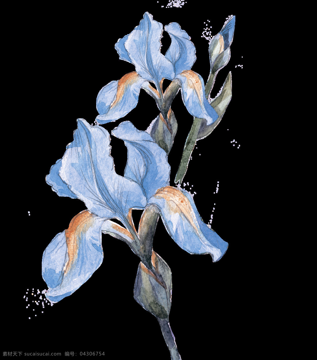 水彩 野花 花 叶子 手绘 水彩画素材