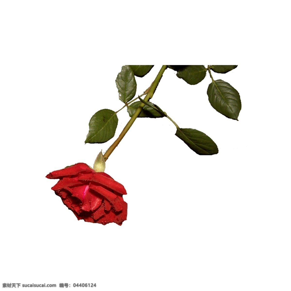 红玫瑰 花瓣 实拍 png免抠 鲜花 情人节 爱情 红色 实物 拍摄 摆拍 花瓣免抠 红玫瑰花瓣