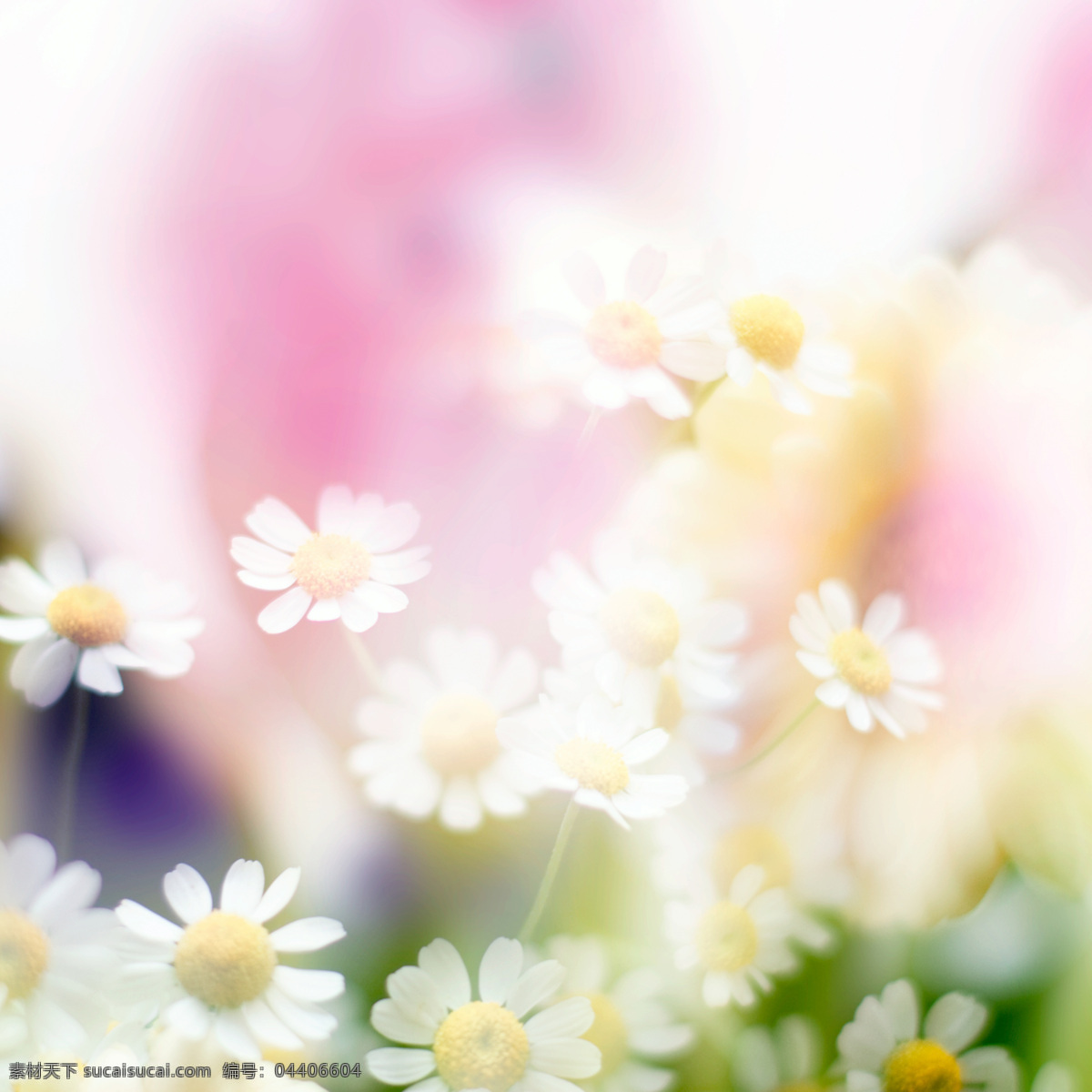 梦幻鲜花背景 春天 春季 鲜花背景 花朵 花卉 梦幻背景 花草树木 生物世界 白色