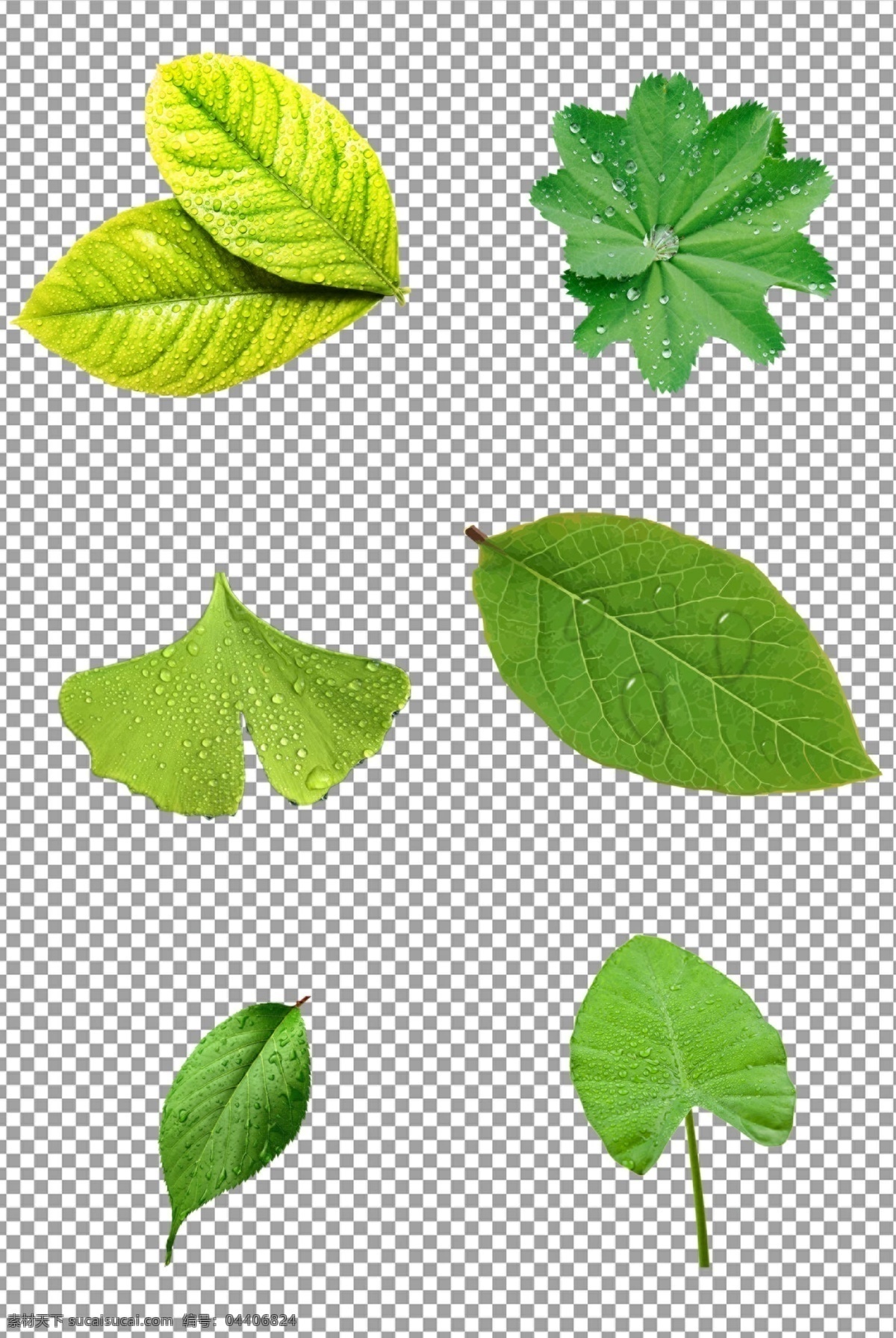 树叶 上 露珠 叶子 雨露 水珠 绿色 装饰 图案 清新 植物 免抠 无背景 免抠图 抠图 元素 透明 通道 png免抠图 分层