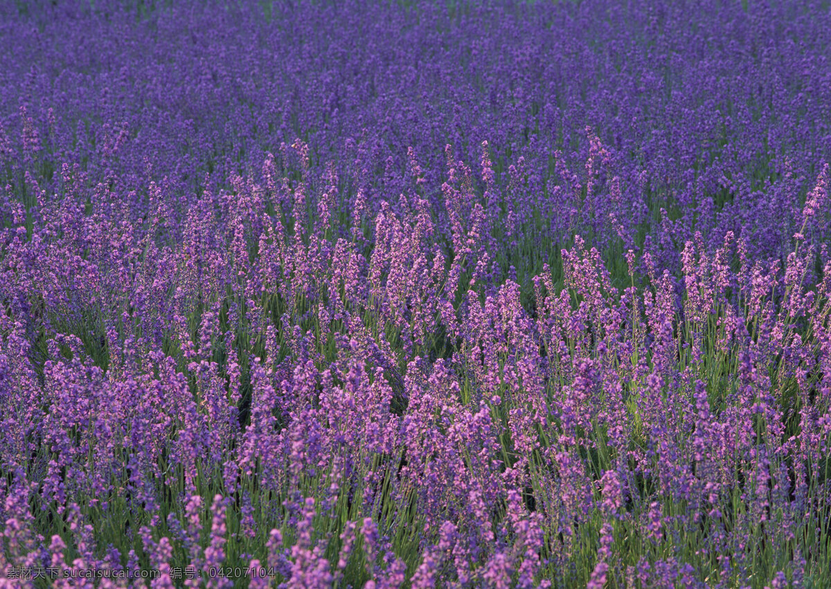 薰衣草花田