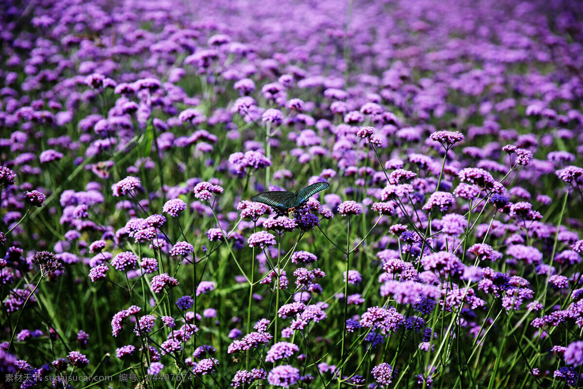 飞进花丛 花海 燕尾蝶 紫色 色彩 美轮美奂 自然景观 田园风光