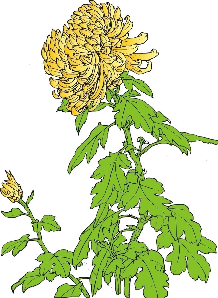 菊花 矢量图 花朵 植物 插画