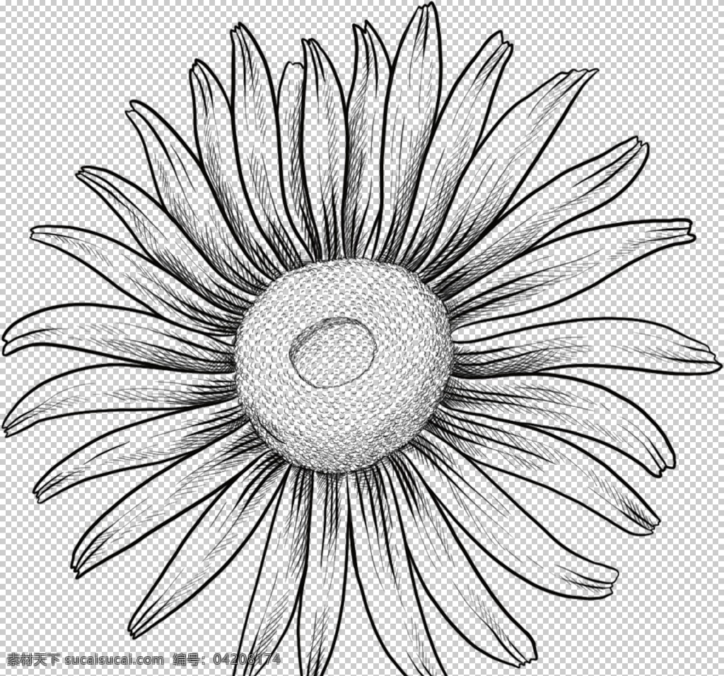 花朵素描图片 png免抠 植物 花卉 欧美复古 手绘 花朵叶子 装饰图案 素描花朵 黑色白色 线条绘画 涂鸦 向日葵 植物花朵 生物世界 花草 素描 作品