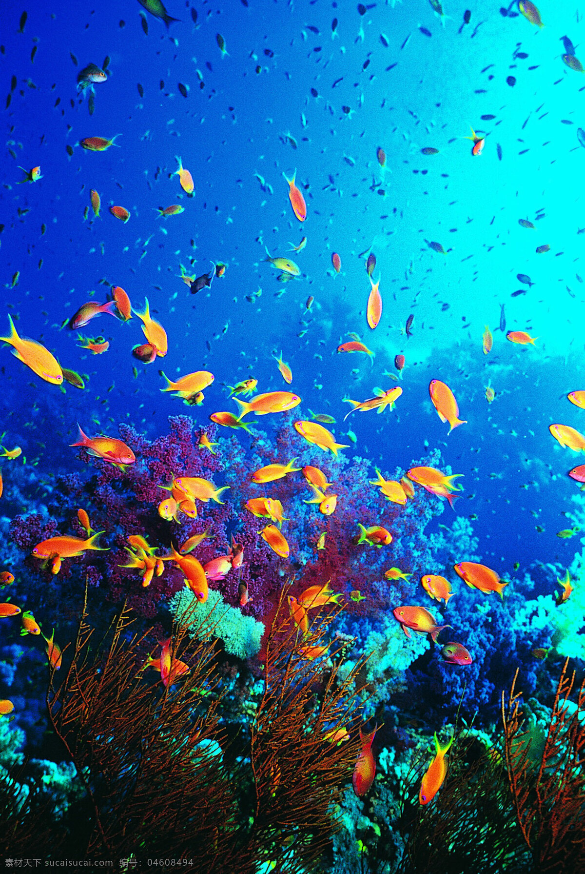 海底 世界 海底世界 海洋世界 珊瑚 3d海洋 海洋节 海洋文化节 海洋海报 海洋主题 海洋生物展 梦幻海洋节 海洋乐园 缤纷海洋乐园 鱼 蓝色