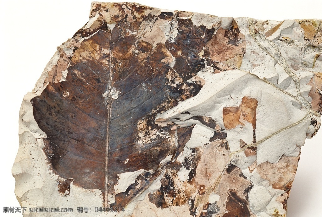 古生物化石 生物化石 化石 古生物 科研价值 地质作用