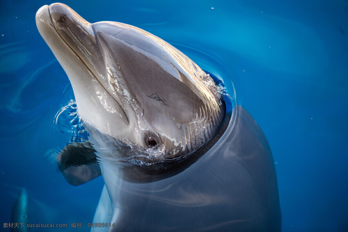 可爱 海豚 动物 高清 动物素材 蓝色 海豚素材 水族馆 自然景观 海底景色 海水 跳跃 水生物 海洋生物 动物世界 海洋 生物 海面