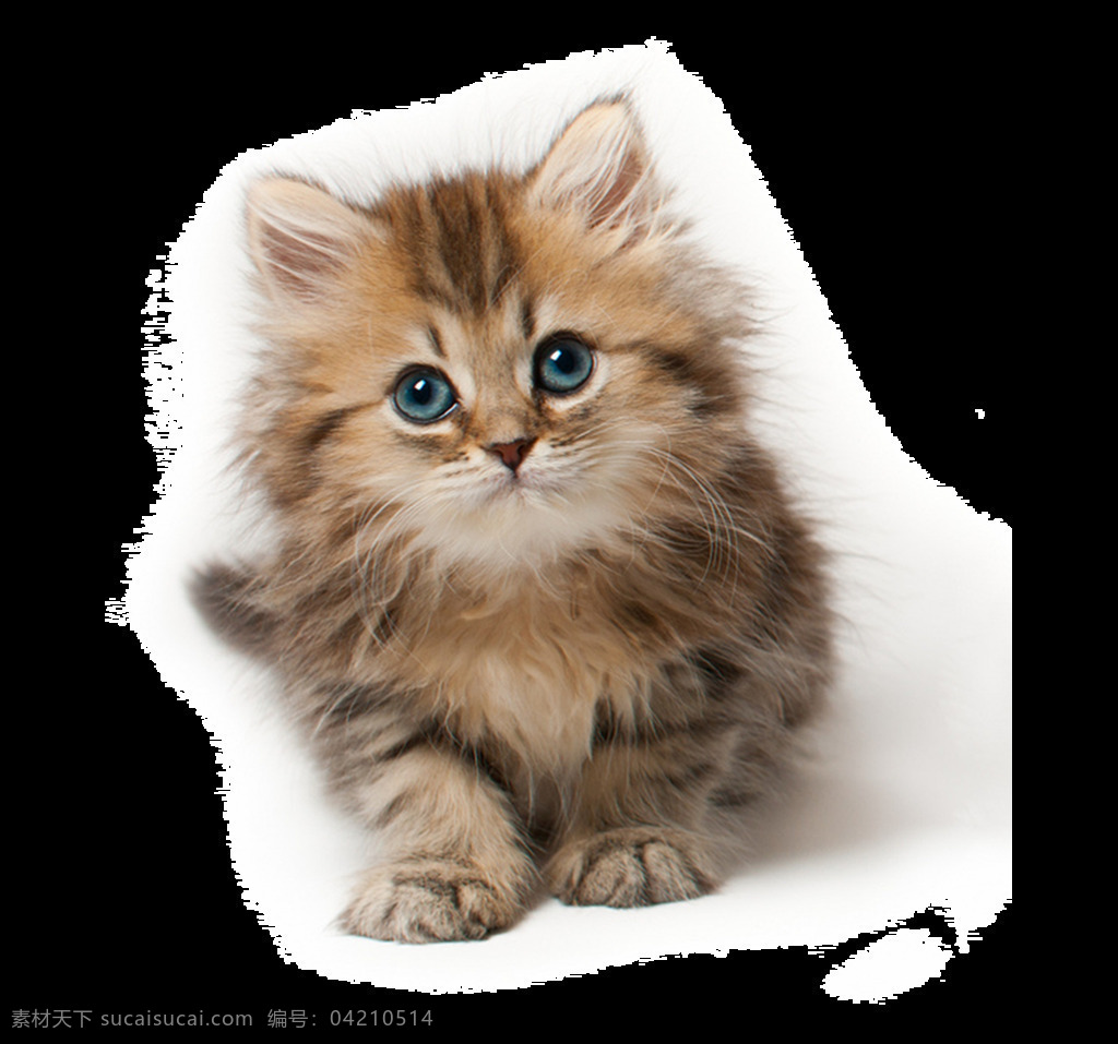 可爱 小猫 免 抠 透明 图 层 小 猫咪 卖 萌 死人 世界 上 最 可爱小猫图片 小猫咪图片 大全 小猫图片高清 小猫海报素材 小猫图片