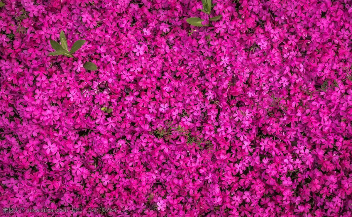 花海 花 幸运的花 春天 玫红花 夏天 生物世界 花草