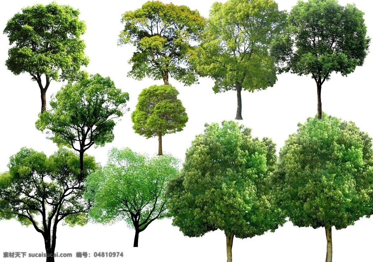 各种 形态 高清 香樟 园林 自然景观 建筑园林
