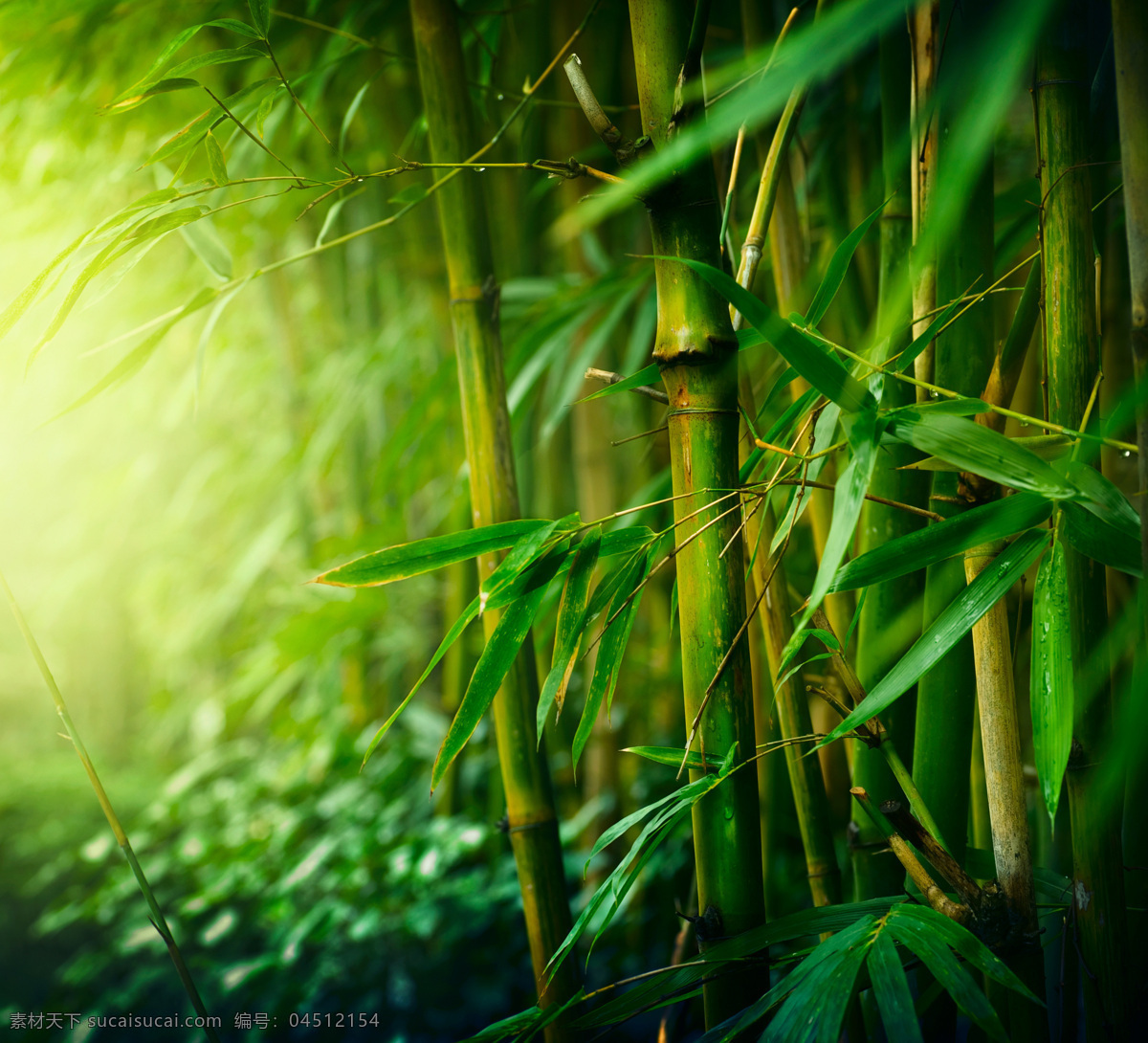 绿色 竹子 竹叶 阳光 光线 美丽树林 森林风景 自然风景 梦幻美景 山水风景 风景图片