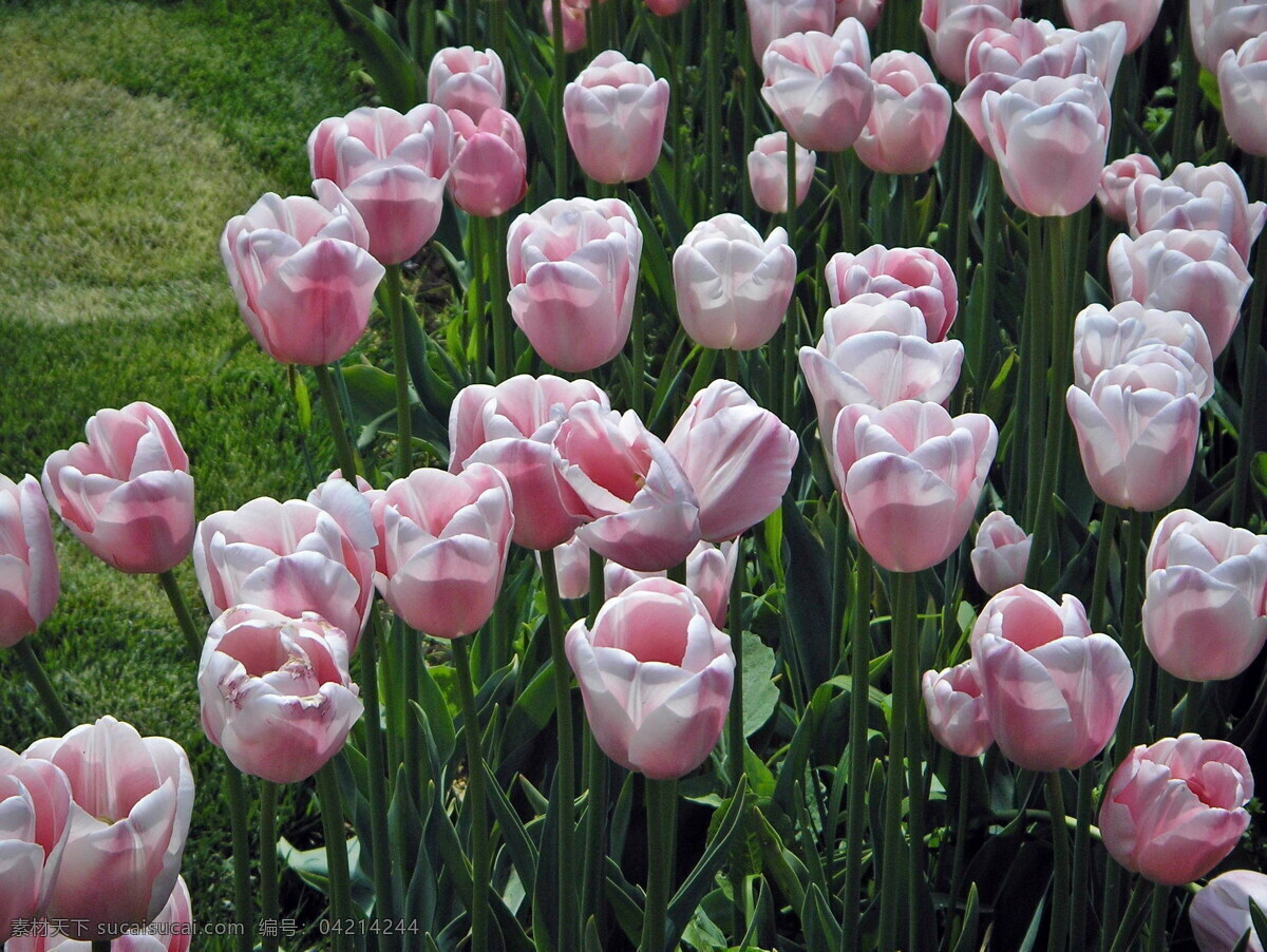 美丽 粉色 郁金香 花卉图片 粉色花朵 花朵 清新
