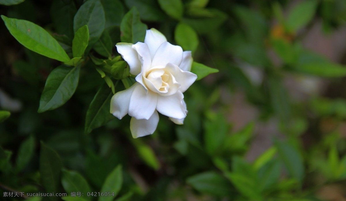 栀子花开 栀子花 香味 白色 绿叶 花卉 花草 生物世界 黑色