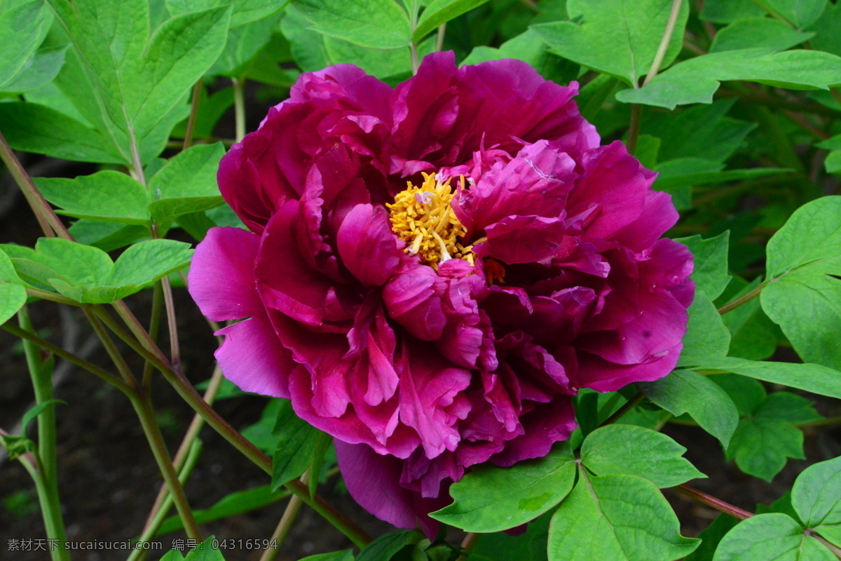 牡丹花 牡丹 观赏花卉 鼠姑 木芍药 百雨金 洛阳花 花朵 花瓣 花蕊 花卉 花儿 花草 植物 园林绿化 绿化景观 芍药牡丹 生物世界