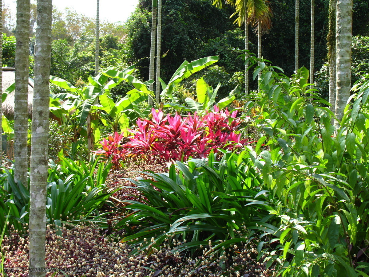 热带植物 雨林 摄影图片 自然风景 自然景观