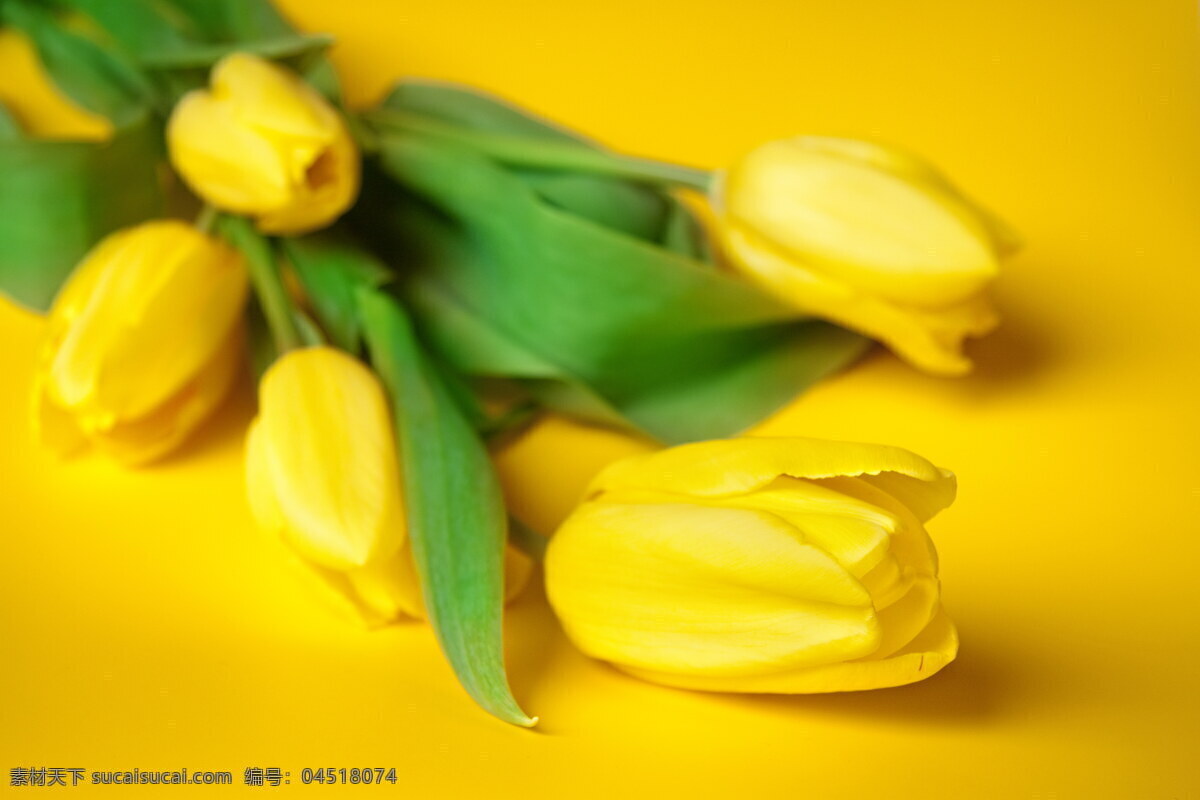 高清 唯美 郁金香 黄色 唯美花朵 黄花