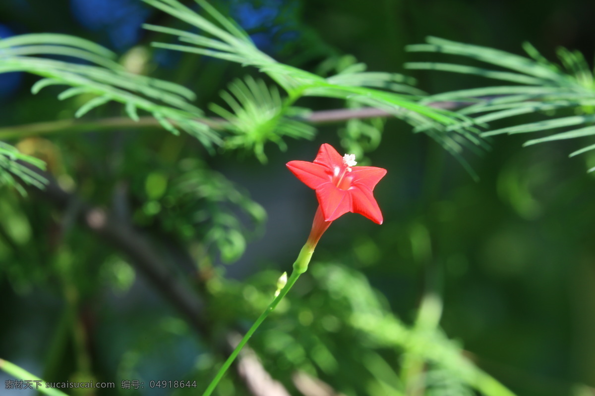 茑萝松 茑萝 五角星花 羽叶茑萝 锦屏封 金丝线 绕龙花 花儿 花朵 花卉 植物 花草 花卉大观园 生物世界