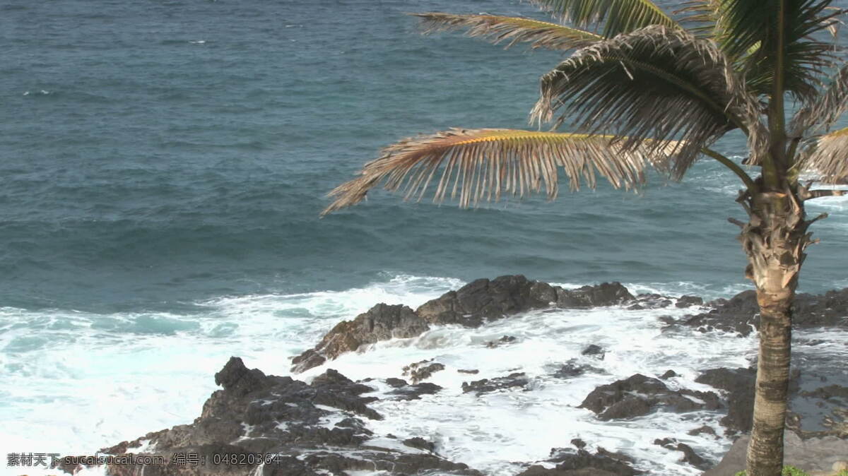 棕榈树 海景 股票 录像 视频免费下载 树 太平洋 海洋 看来 夏威夷 avi 灰色