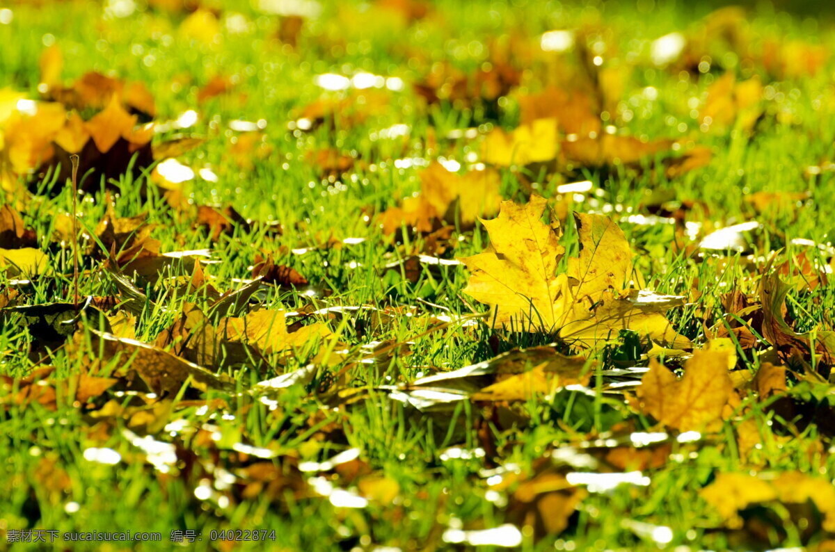 秋天 草地 落叶 树叶图片 落叶图片 草地落叶 秋天落叶