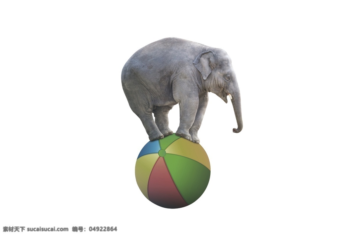 大象抠图 马戏团 杂技 大象 马戏素材 抠图素材 动物 分层