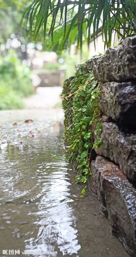 秋雨景观 下雨 绿植 爬山虎 意境 风景 自然景观 自然风景