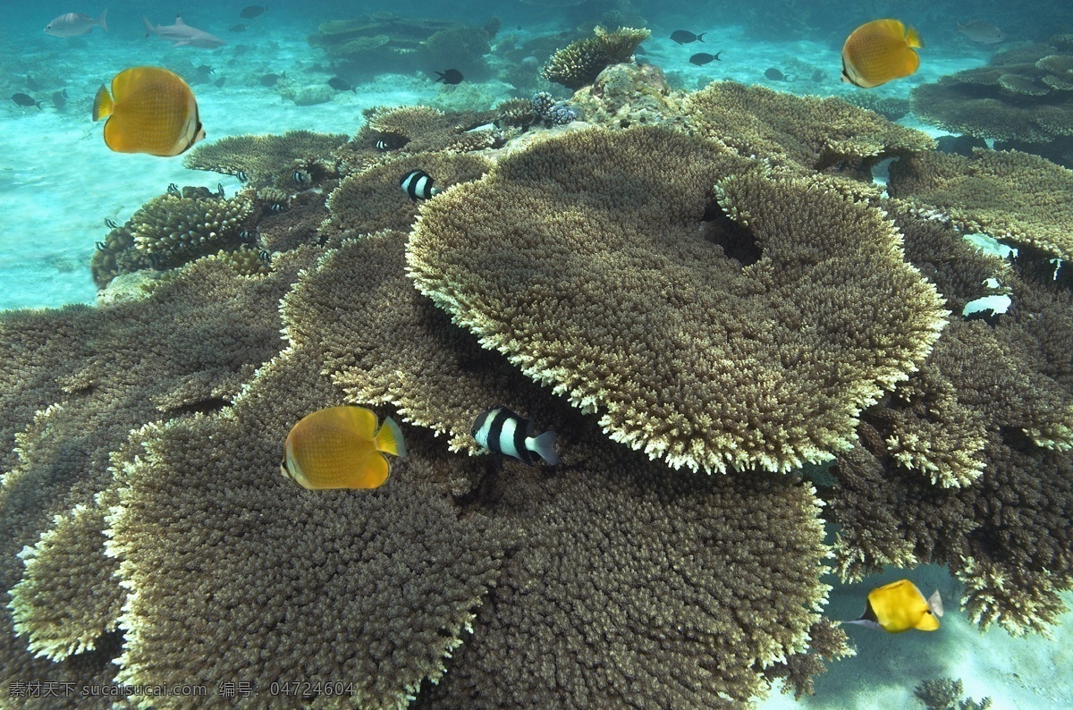 海底 世界 藻类 高清 大图 海礁 礁石 礁岩 鱼类 生物 海藻 海底世界 海水 高清大图 高清图片 大海图片 风景图片