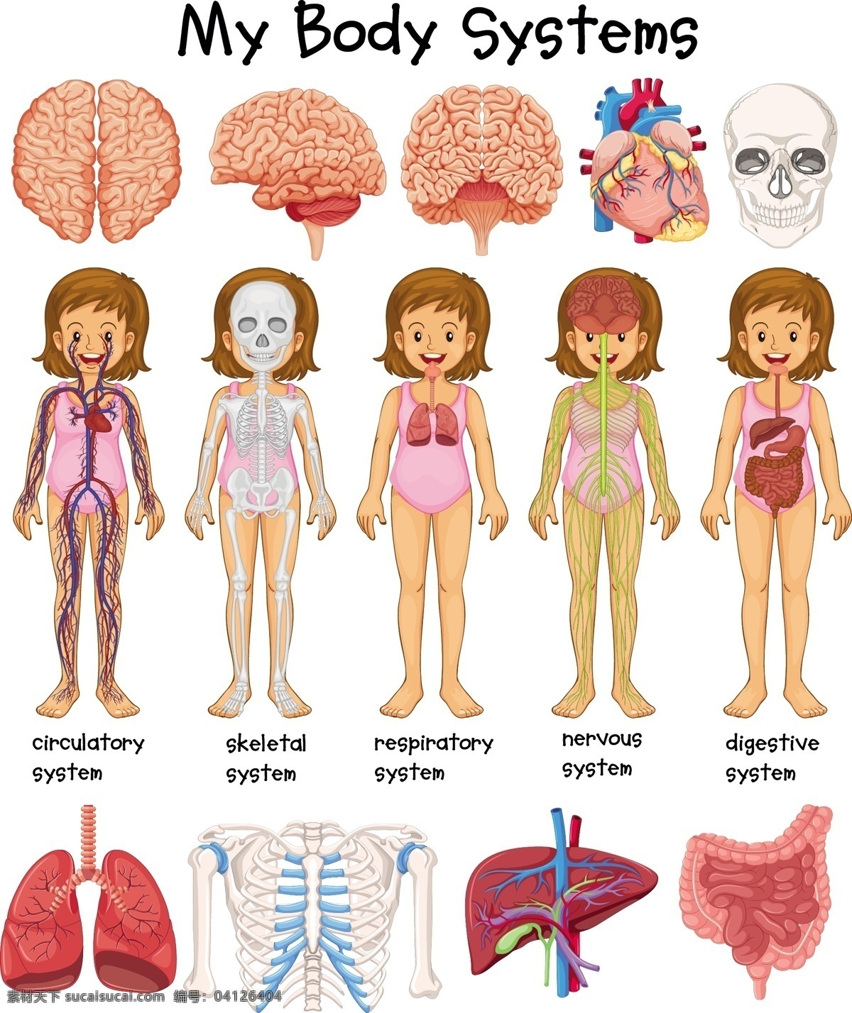 人体研究 心脏 医疗 大脑 可爱 学习 人 医学 人体 性格 系统 胃 骨头 收集 肺部 漂亮 器官 身体部位 神经
