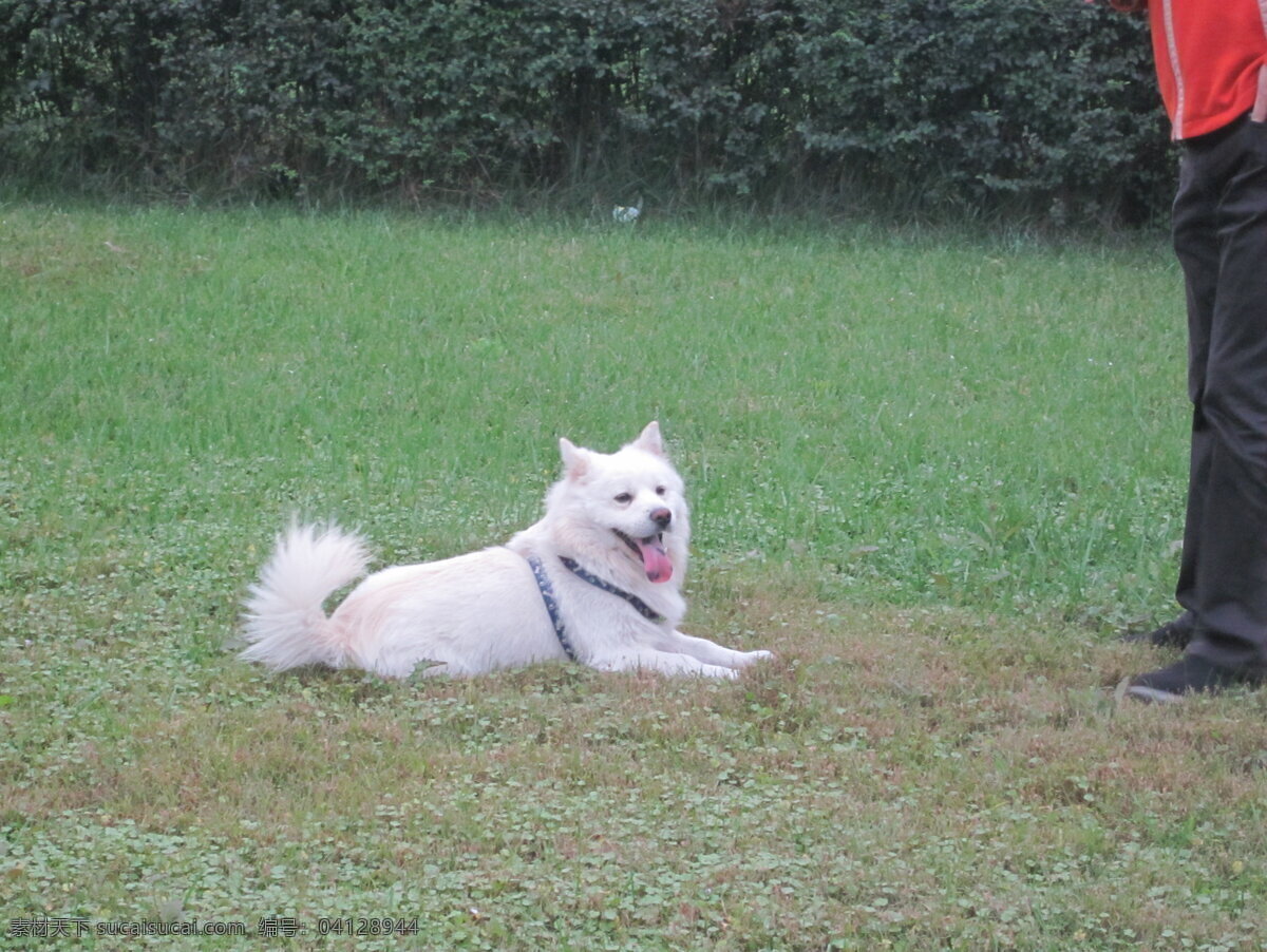 可爱 狗 草地上 雪白 吐舌头 毛茸茸 生物世界