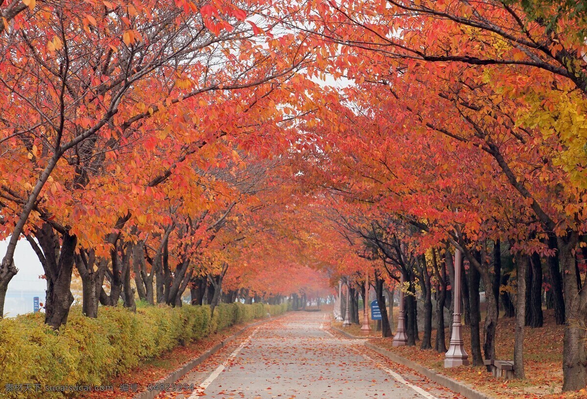 枫叶林美景 美景 枫叶 枫叶林 落叶 道路 树木 乡村风采 自然景观 自然风景