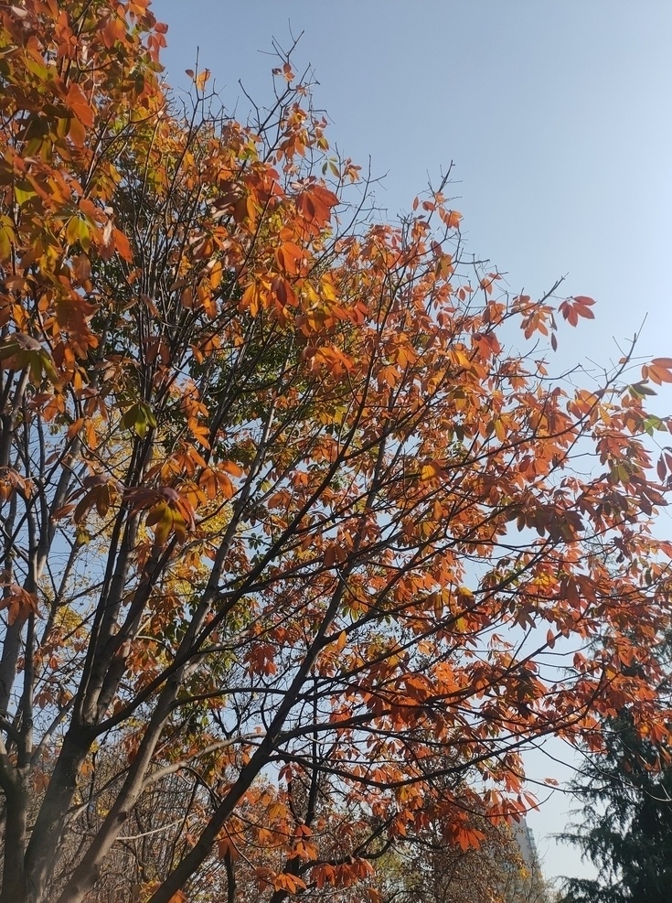 秋季枫叶图片 红叶 秋天 树木 树叶 树枝 彩色 红叶红枫 秋叶 自然景观 自然风景