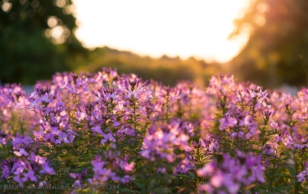 紫色花海 苜蓿 紫色花 花海 日出 风景 自然景观 自然风景