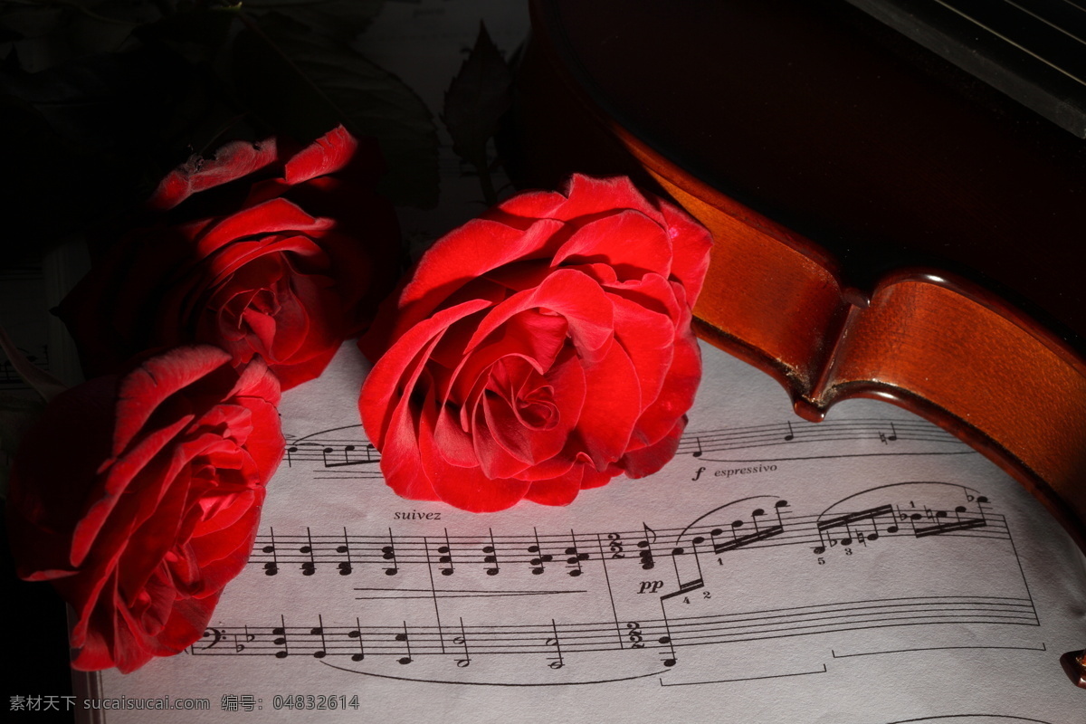 小提琴 音符 乐谱 中提琴 文化艺术 玫瑰 玫瑰花 鲜花 音乐 影音娱乐 生活百科
