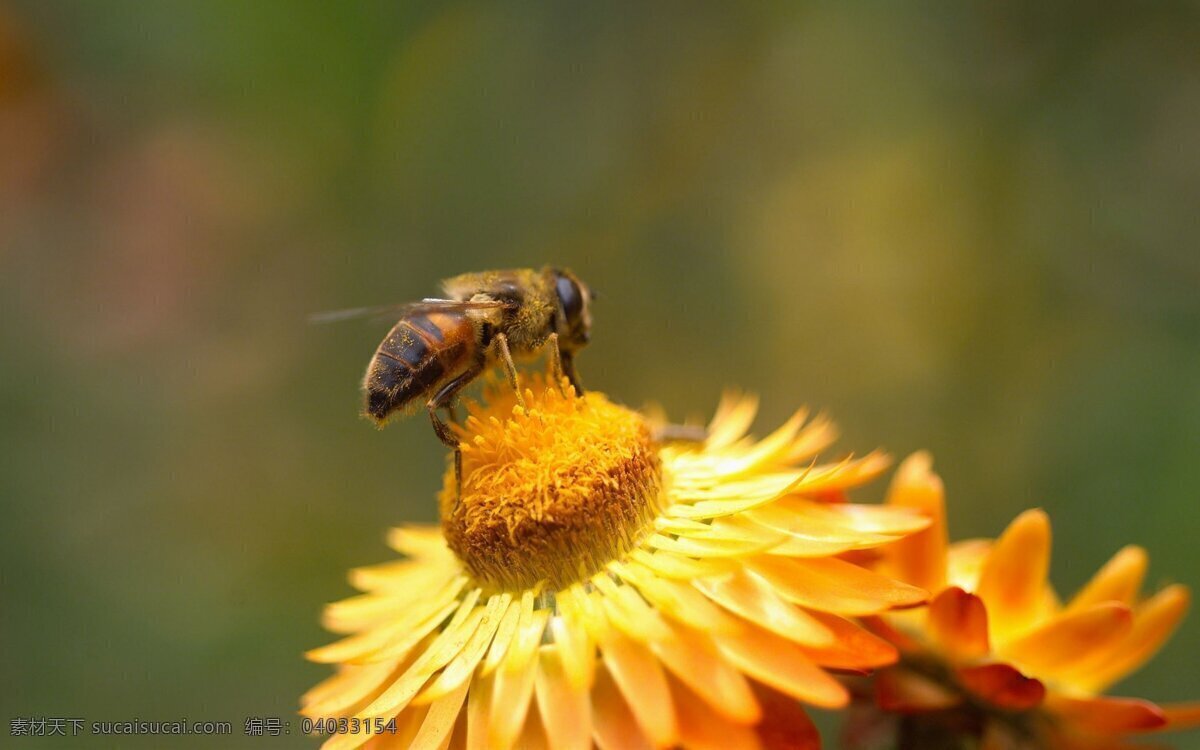蜜蜂 花蕾 采蜜 昆虫 生物世界 黄色