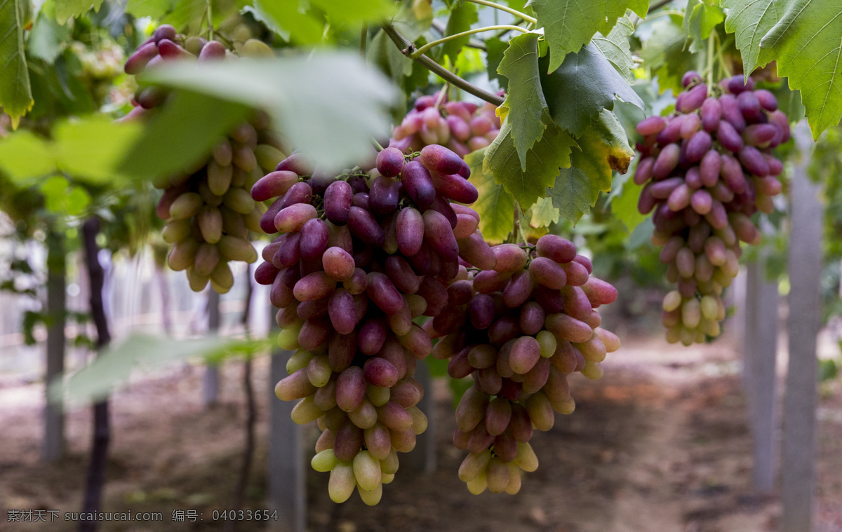 葡萄 葡萄园 葡萄种植 种植 农业 农业种植 农业旅游 乡村游 葡萄采摘 采摘 生物世界 水果