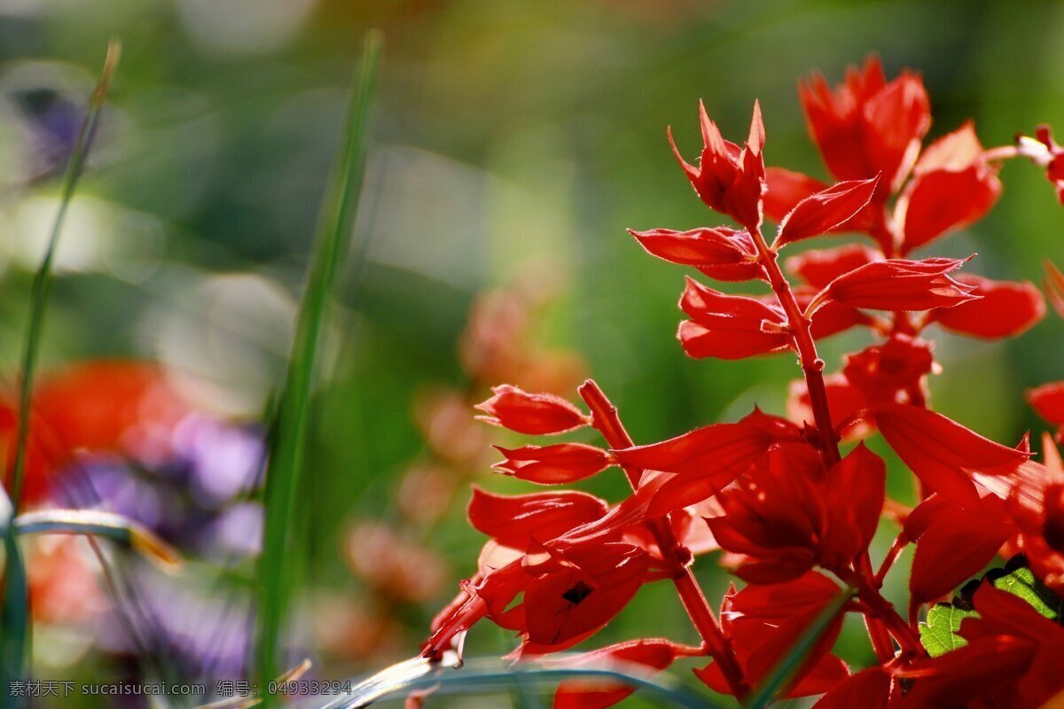 红色 一串红 花 高清 鲜花 鲜艳 红花 植物