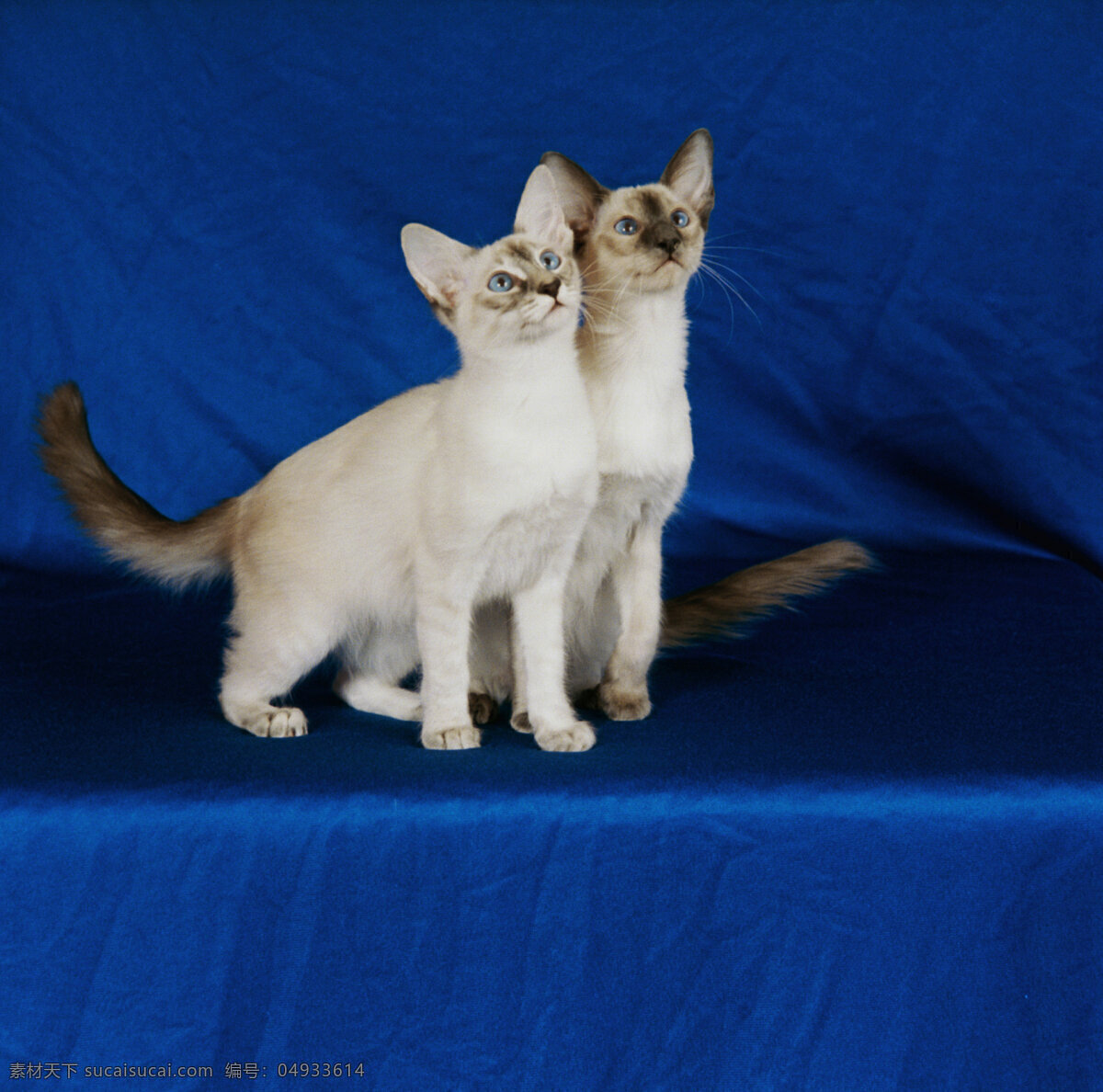 两 只 向上 看 小猫 两只 向上看 动物 宠物 白色 陆地动物 生物世界 蓝色