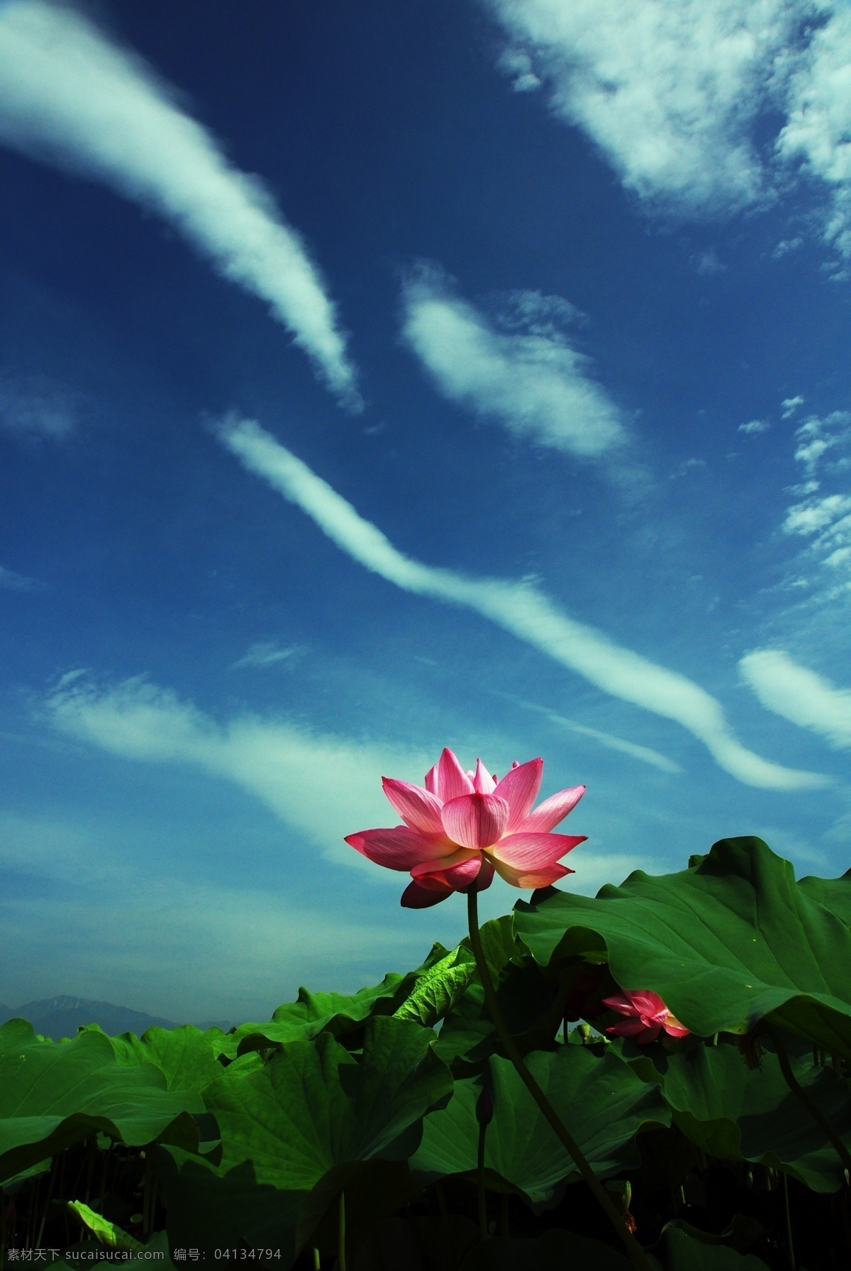 荷花 莲花 睡莲 花瓣 单瓣 重瓣 花蕾 花蕊 莲蓬 荷莲叶 粉红 生物世界 花草 摄影图库