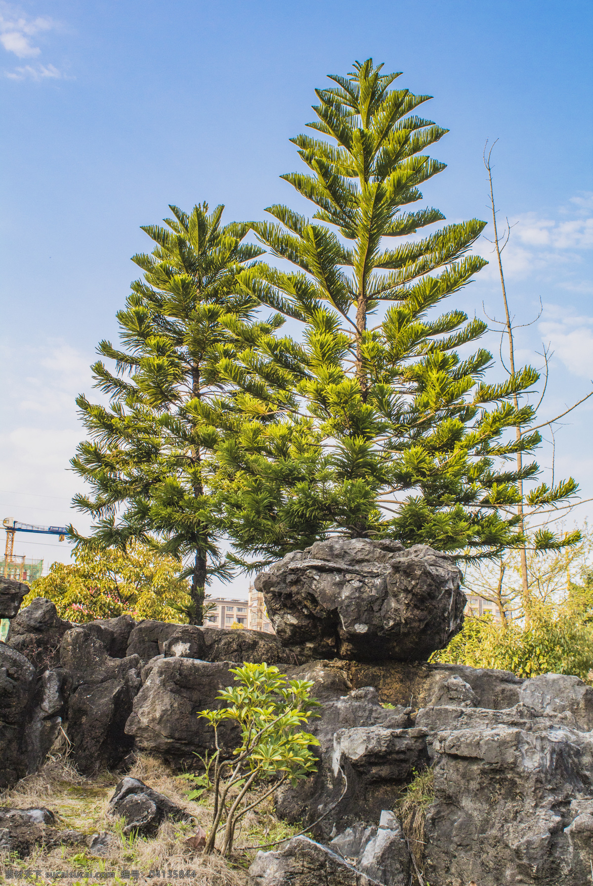 松树 植物 风景 商用 石头 树木 松 风光 蓝天 照片