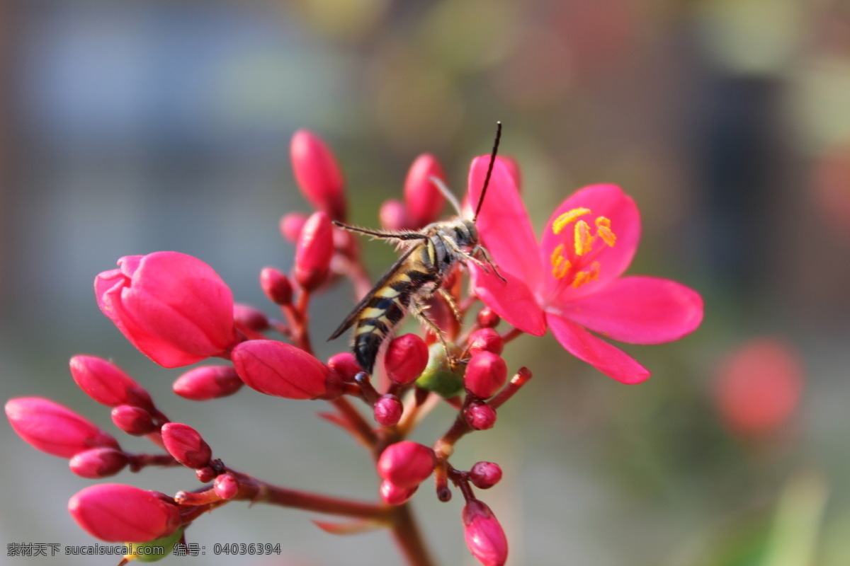 蜜蜂 采 蜜 海棠 花朵 昆虫 蜜蜂采蜜 生物世界 采蜜